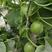 绿宝石2号甜瓜种子绿肉薄皮糖度高早熟深绿皮优质甜瓜种籽
