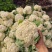 四川松花菜，散花菜，白花菜，菜花视频看货一手货源