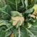 四川松花菜，散花菜，白花菜，菜花视频看货一手货源