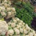 四川松花菜，散花菜，白花菜，菜花视频看货一手货源