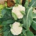 四川松花菜，散花菜，白花菜，菜花视频看货一手货源