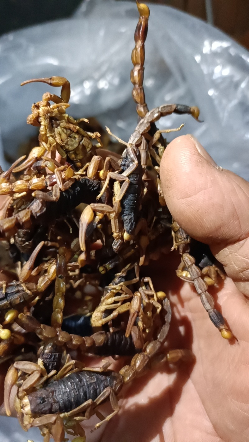 清水蝎