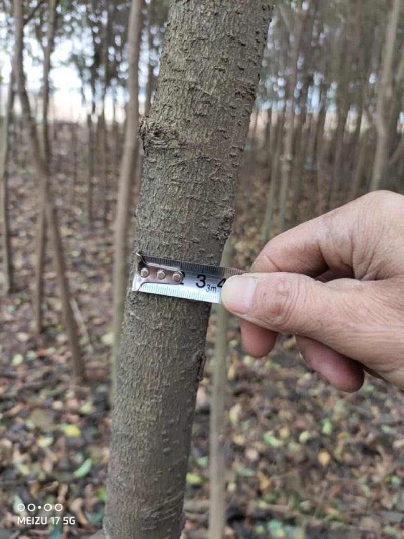 十年以上大叶女现货量大从优价格好商量要多少棵都行