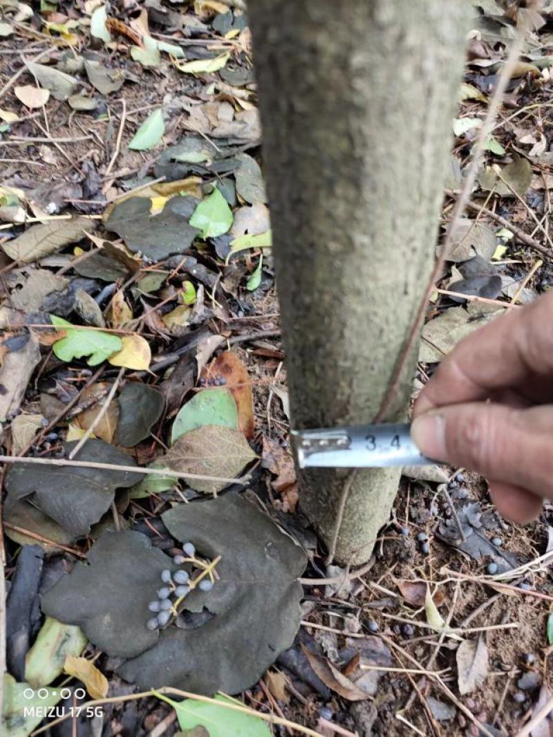 十年以上大叶女现货量大从优价格好商量要多少棵都行