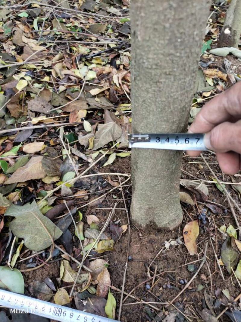 十年以上大叶女现货量大从优价格好商量要多少棵都行