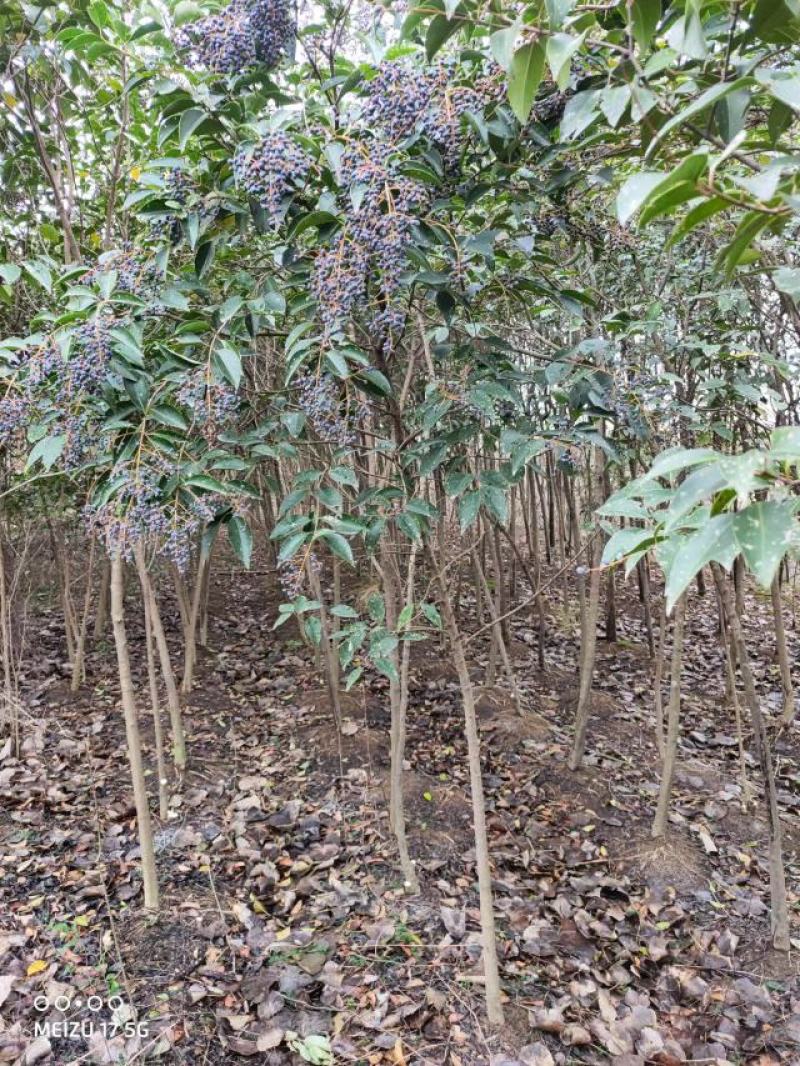 十年以上大叶女现货量大从优价格好商量要多少棵都行