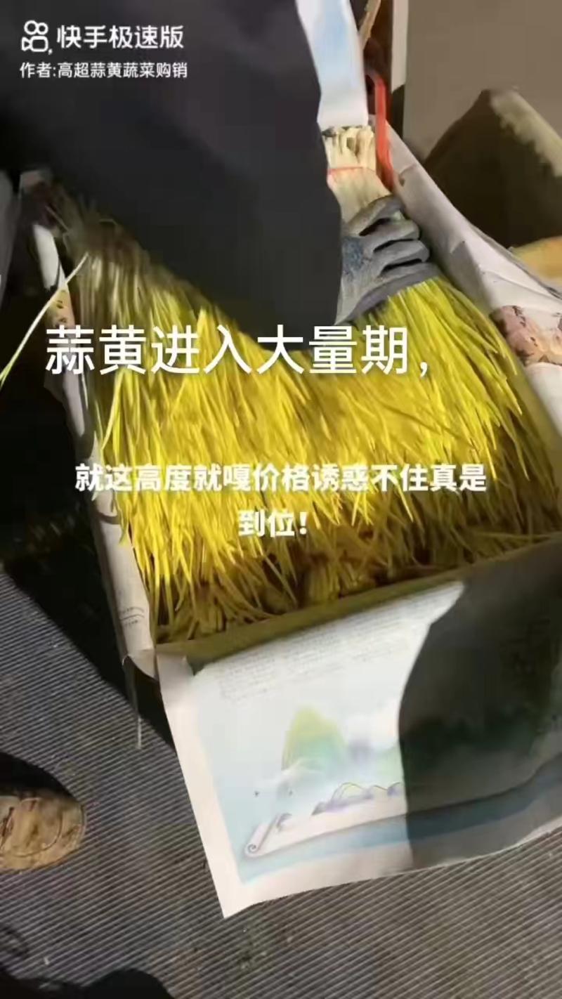 山东蒜黄精品蒜黄产地现割，农家种植，可分选打包代发