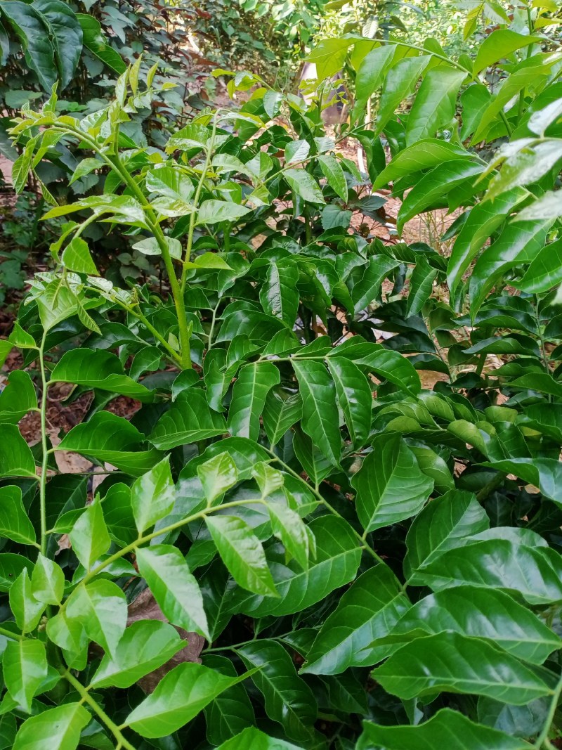 无核黄皮苗