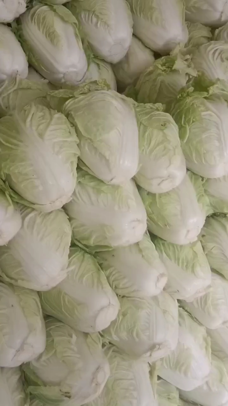 【白菜】夏阳白菜代发全国量大从优可视频看货欢迎订购