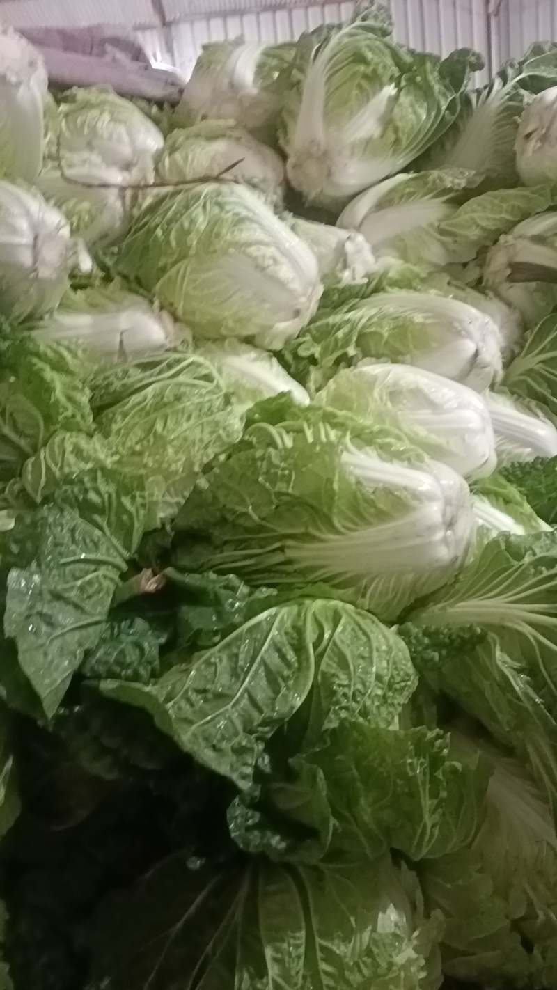 【白菜】夏阳白菜代发全国量大从优可视频看货欢迎订购