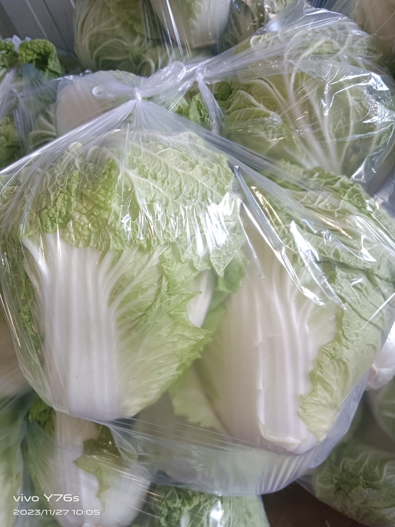 【白菜】夏阳白菜代发全国量大从优可视频看货欢迎订购