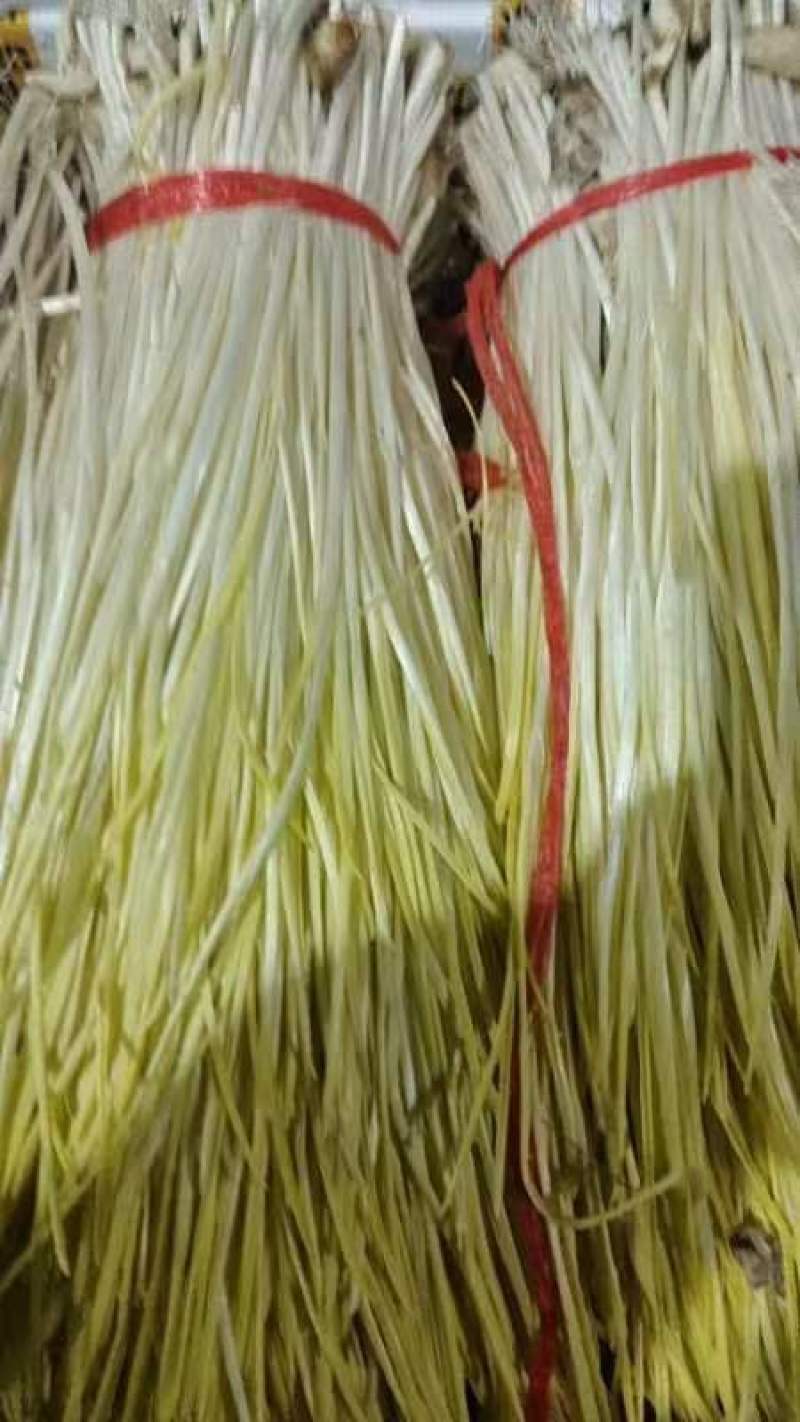 山东蒜黄〔优选〕农家种植现割现发货，40cm以可视频看货