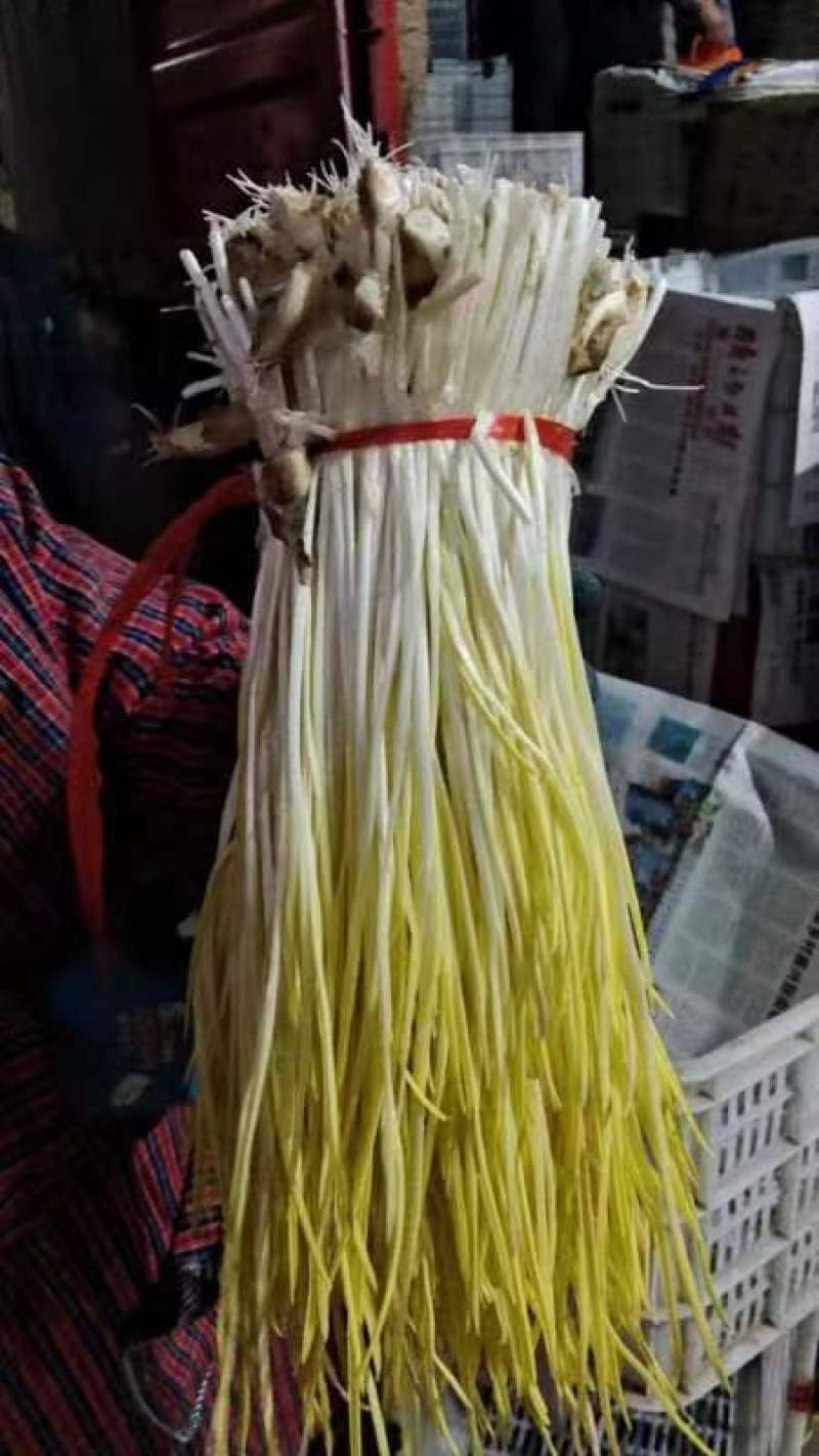 山东蒜黄〔优选〕农家种植现割现发货，40cm以可视频看货