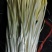 山东蒜黄〔优选〕农家种植现割现发货，40cm以可视频看货