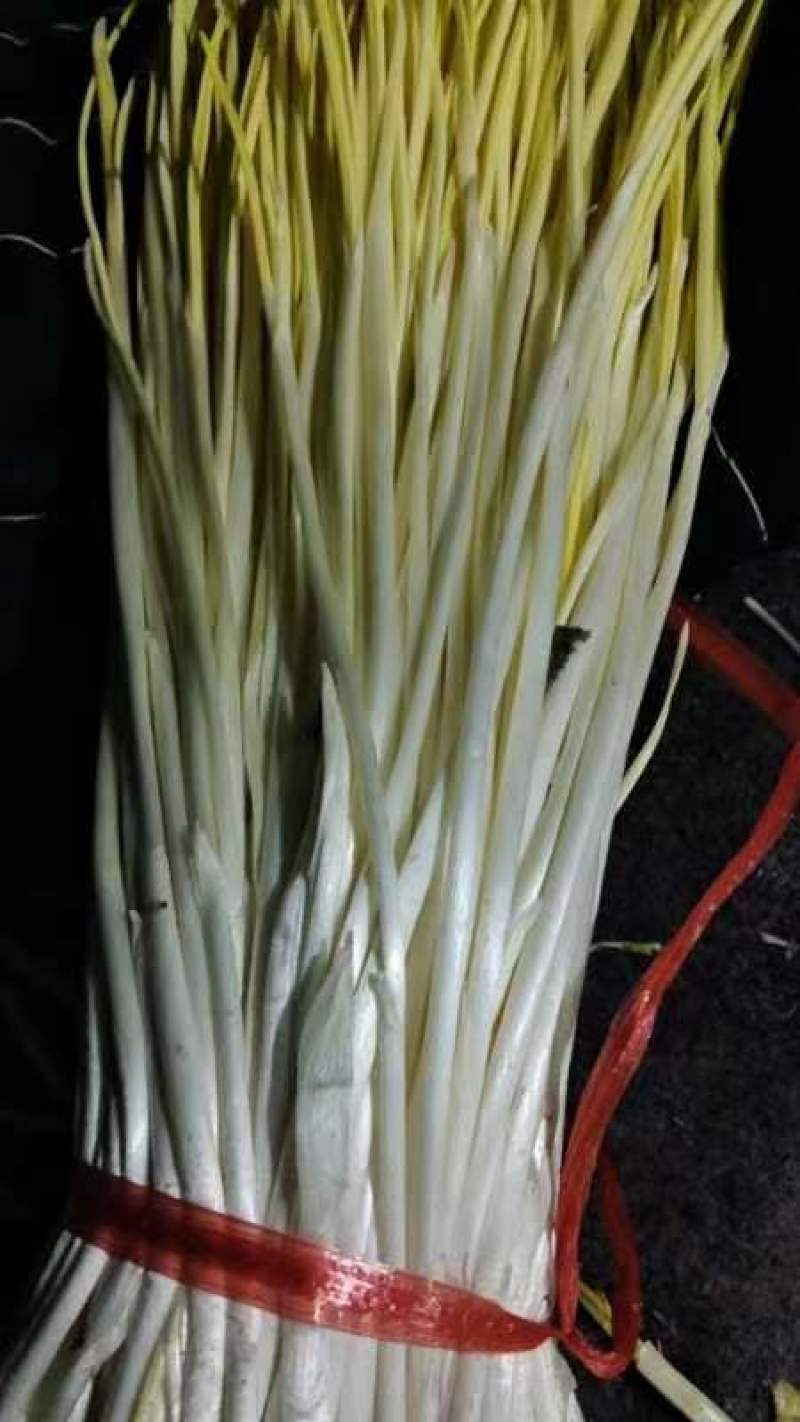 山东蒜黄〔优选〕农家种植现割现发货，40cm以可视频看货