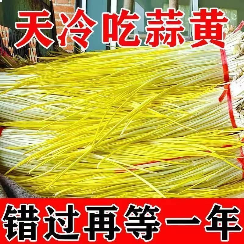 山东蒜黄〔优选〕农家种植现割现发货，40cm以可视频看货