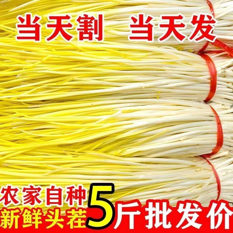 山东蒜黄〔优选〕农家种植现割现发货，40cm以可视频看货