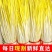山东蒜黄〔优选〕农家种植现割现发货，40cm以可视频看货