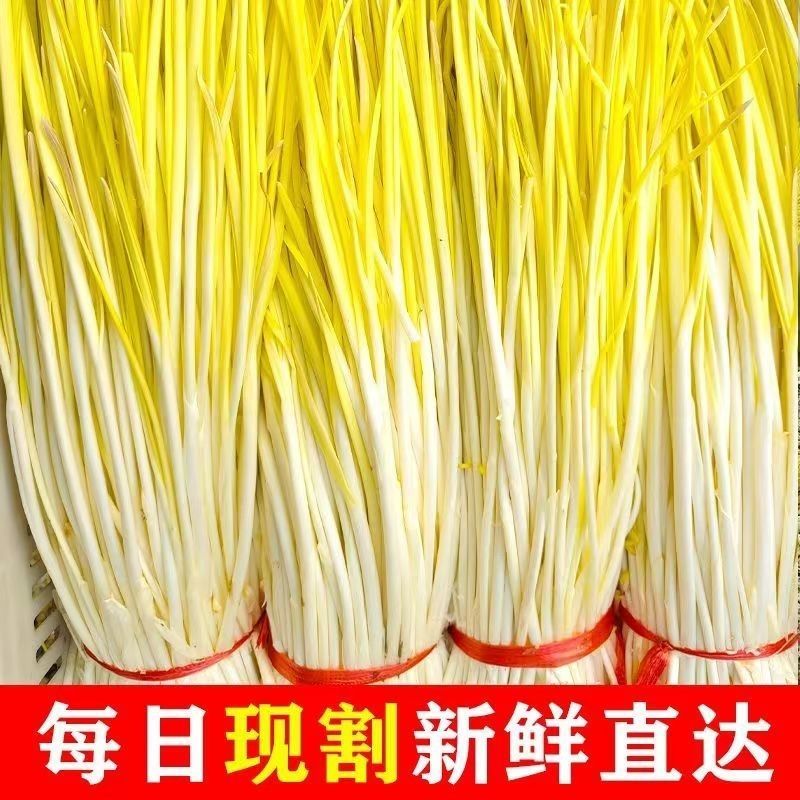山东蒜黄〔优选〕农家种植现割现发货，40cm以可视频看货
