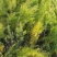 【芦笋苗】基地供货根系发达成活率高品种优质电联采购