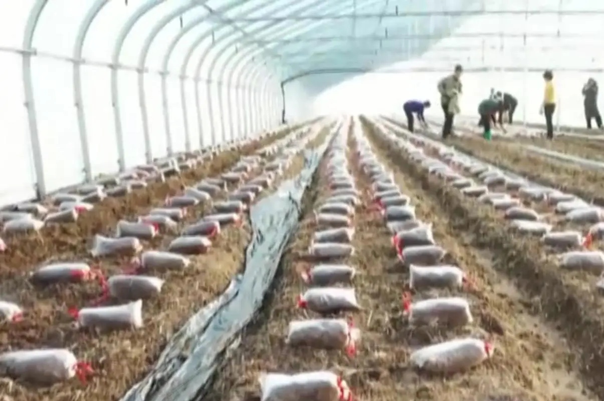 春季羊肚菌栽培现场