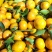 砂糖橘次果