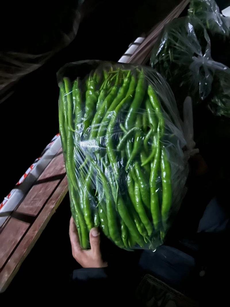 线椒尖椒二荆条