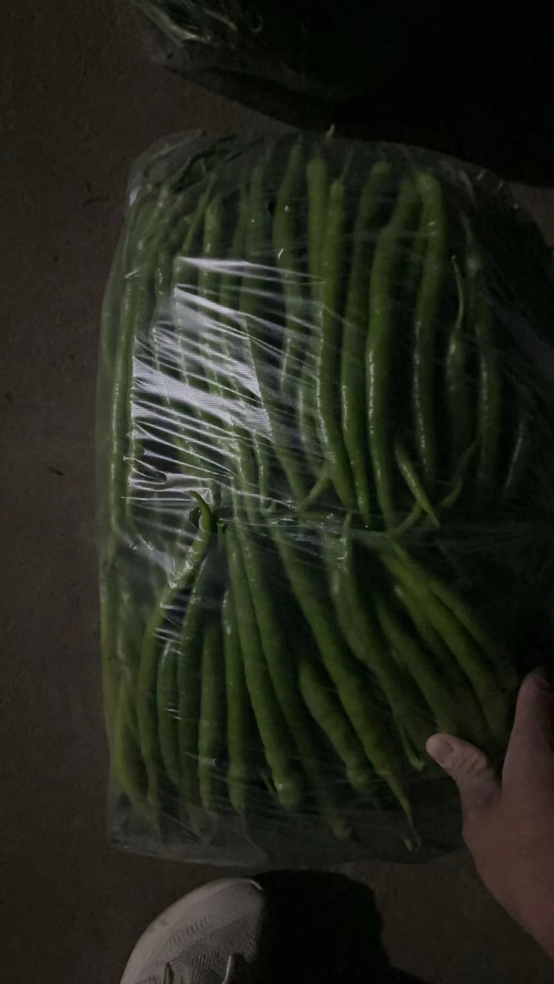 线椒尖椒二荆条