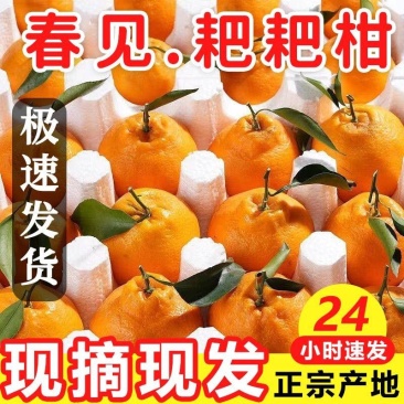 正宗四川春见耙耙柑9斤装对接各电商平台一件代发包邮包售后