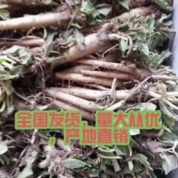 山东曹县食叶草苗基地欢迎全国老板前来考察洽谈合作