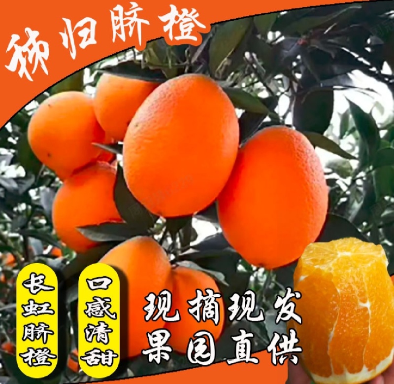秭归长虹脐橙果大皮薄纯甜化渣整车代收代发品质保证坏果包赔