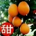 秭归长虹脐橙果大皮薄纯甜化渣整车代收代发品质保证坏果包赔