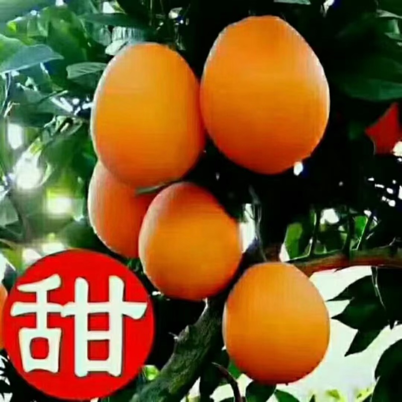 秭归长虹脐橙果大皮薄纯甜化渣整车代收代发品质保证坏果包赔