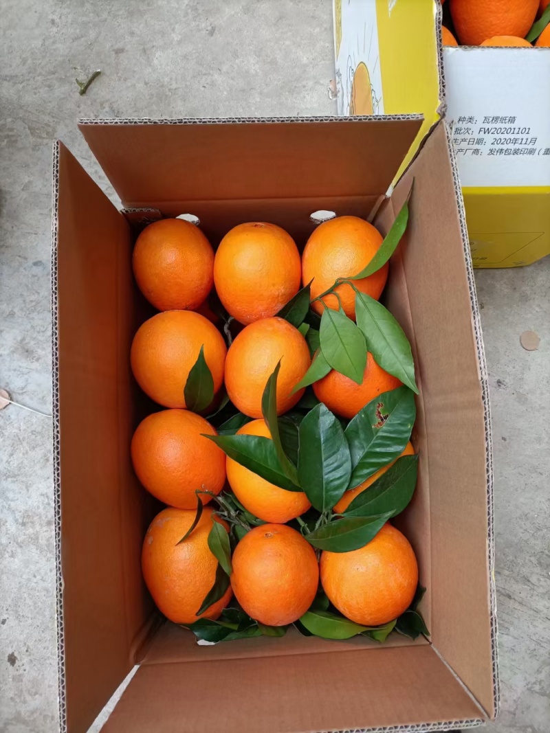 秭归长虹脐橙果大皮薄纯甜化渣整车代收代发品质保证坏果包赔