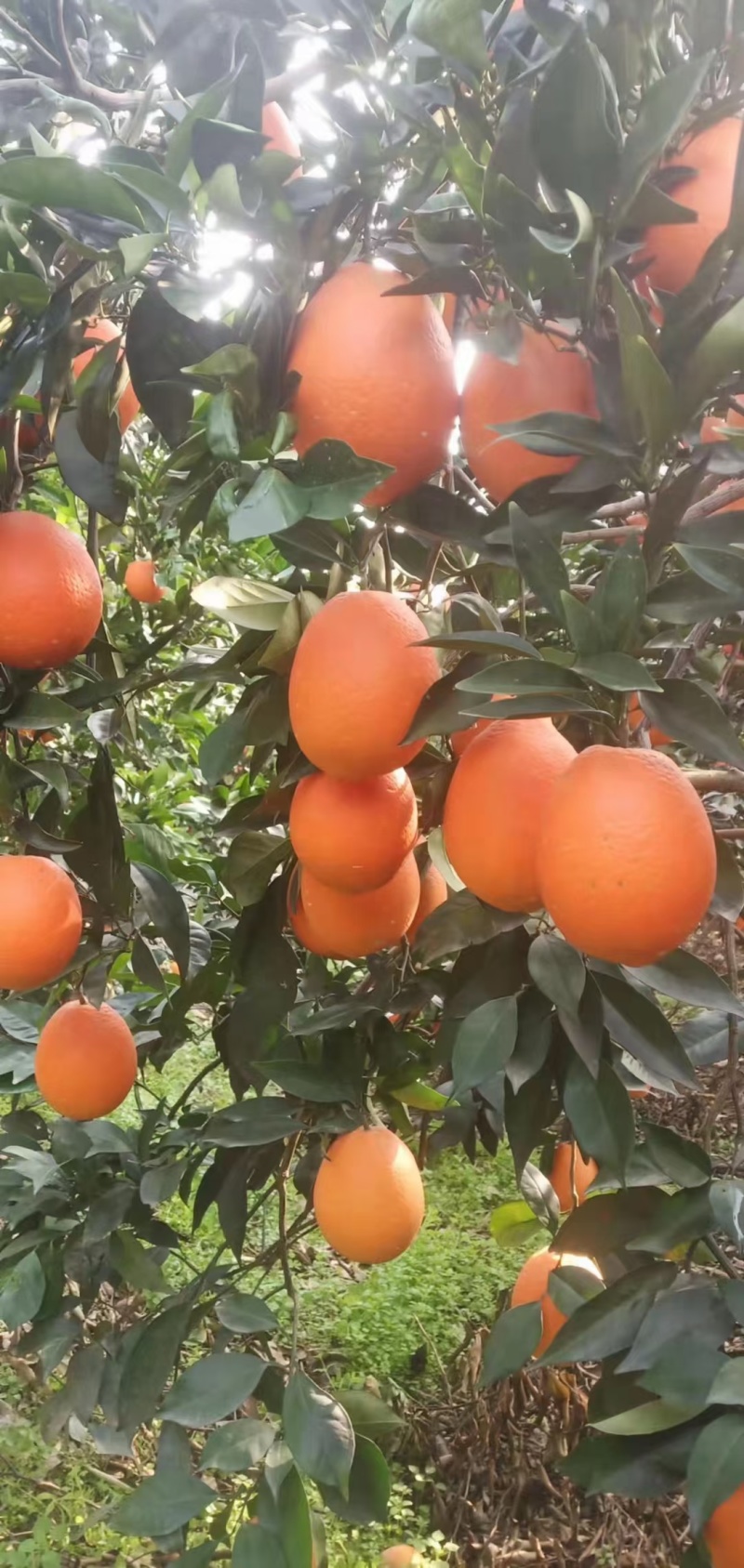 秭归长虹脐橙果大皮薄纯甜化渣整车代收代发品质保证坏果包赔