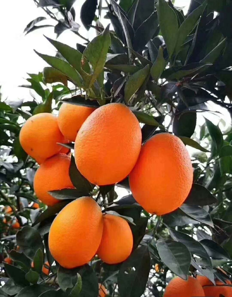 秭归长虹脐橙果大皮薄纯甜化渣整车代收代发品质保证坏果包赔