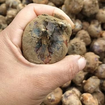 广西马蹄大量上市中，货源充足