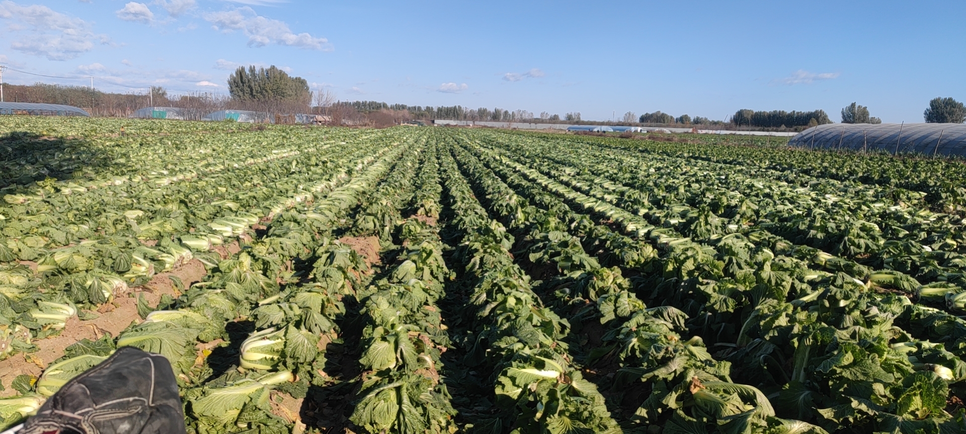 北京3号白菜田间种植图