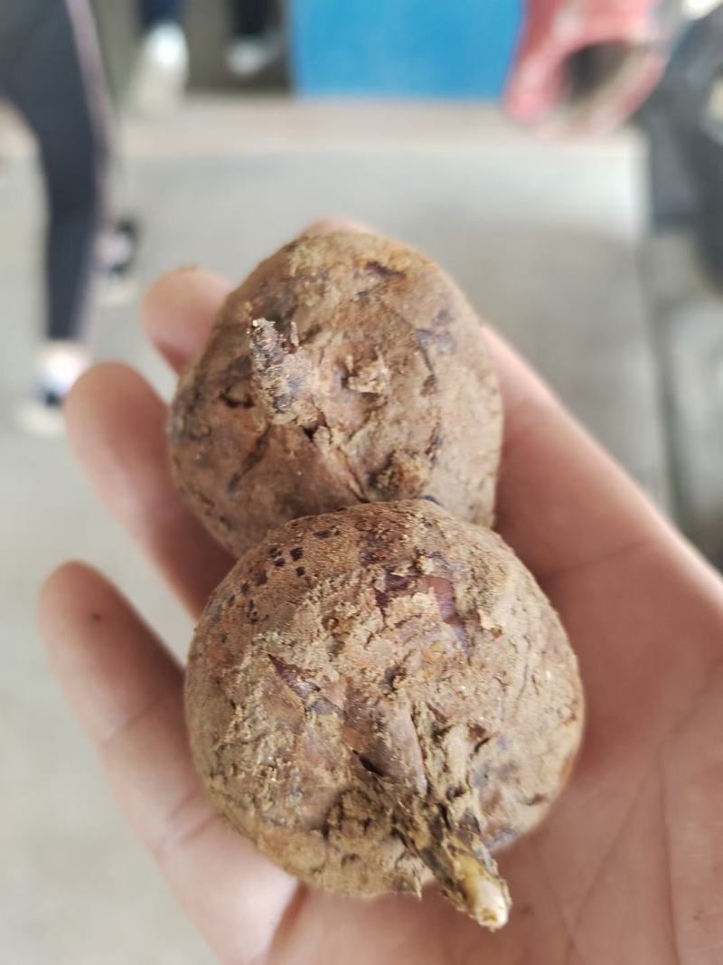 广西马蹄大量上市中，货源充足