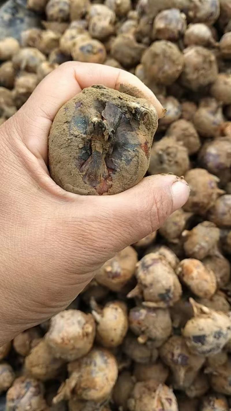 广西马蹄大量上市中，货源充足