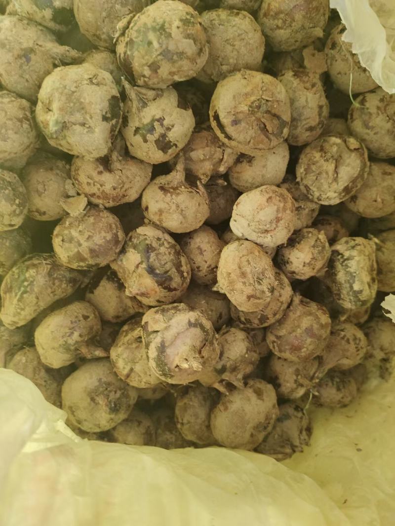 广西马蹄大量上市中，货源充足