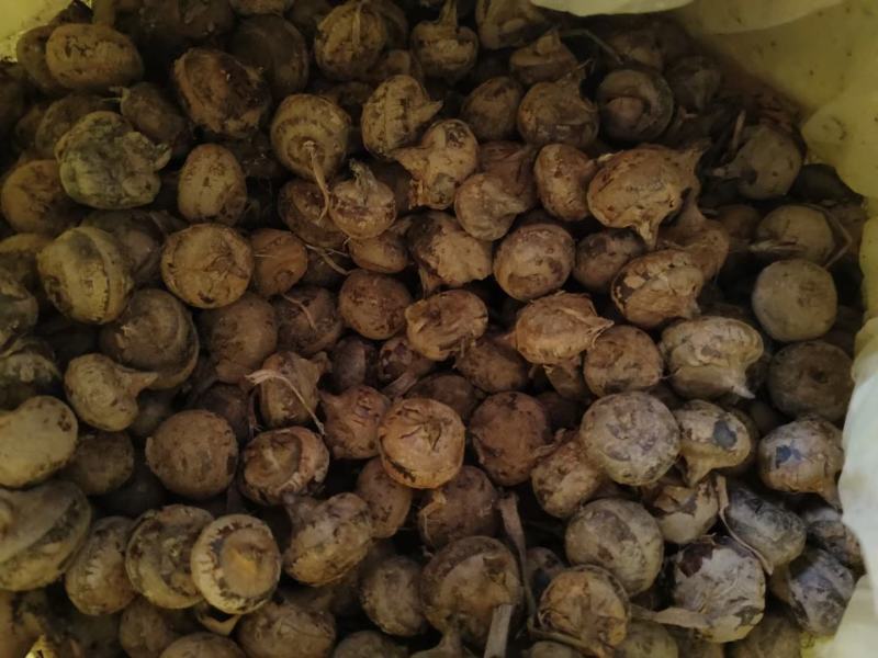 广西马蹄大量上市中，货源充足