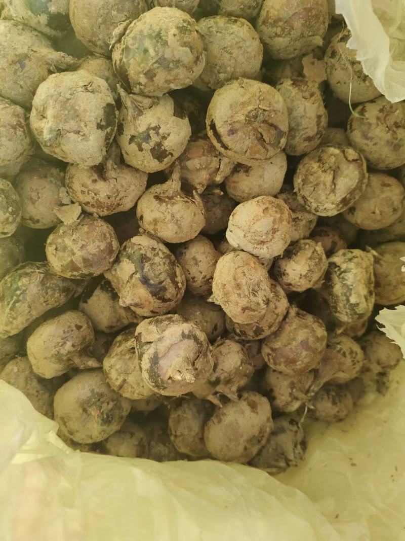 广西马蹄大量上市中，货源充足