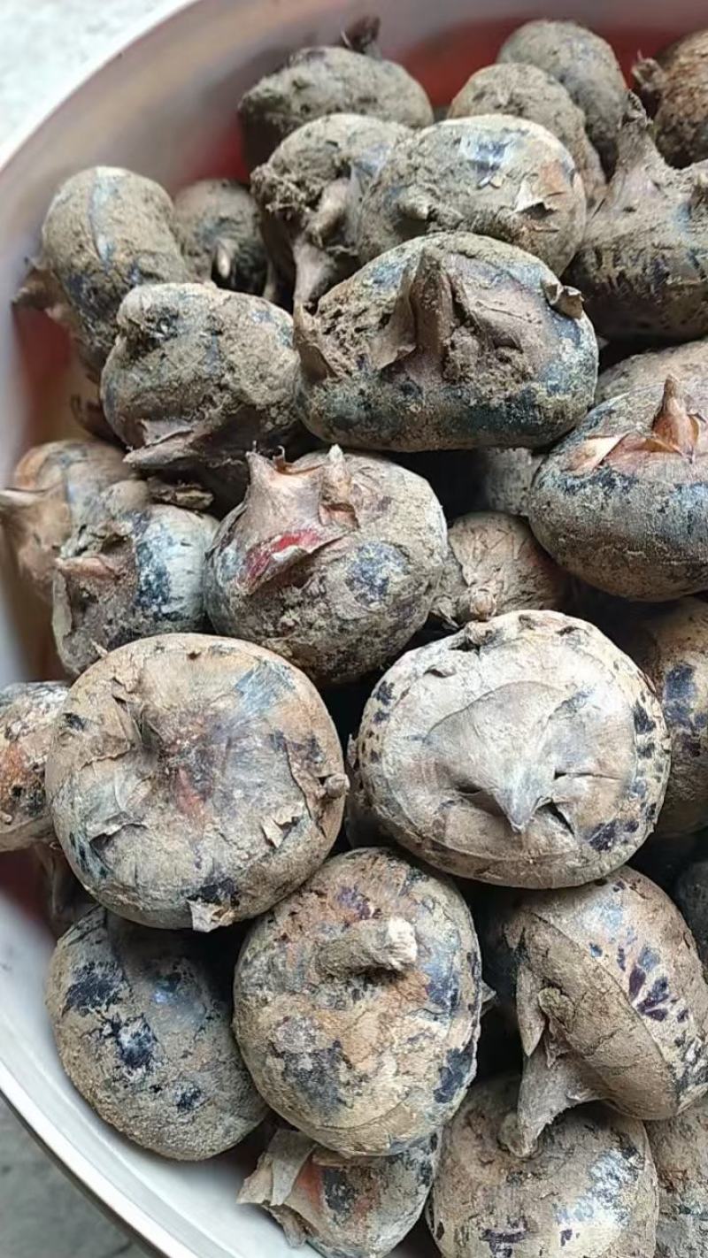 广西马蹄大量上市中，货源充足