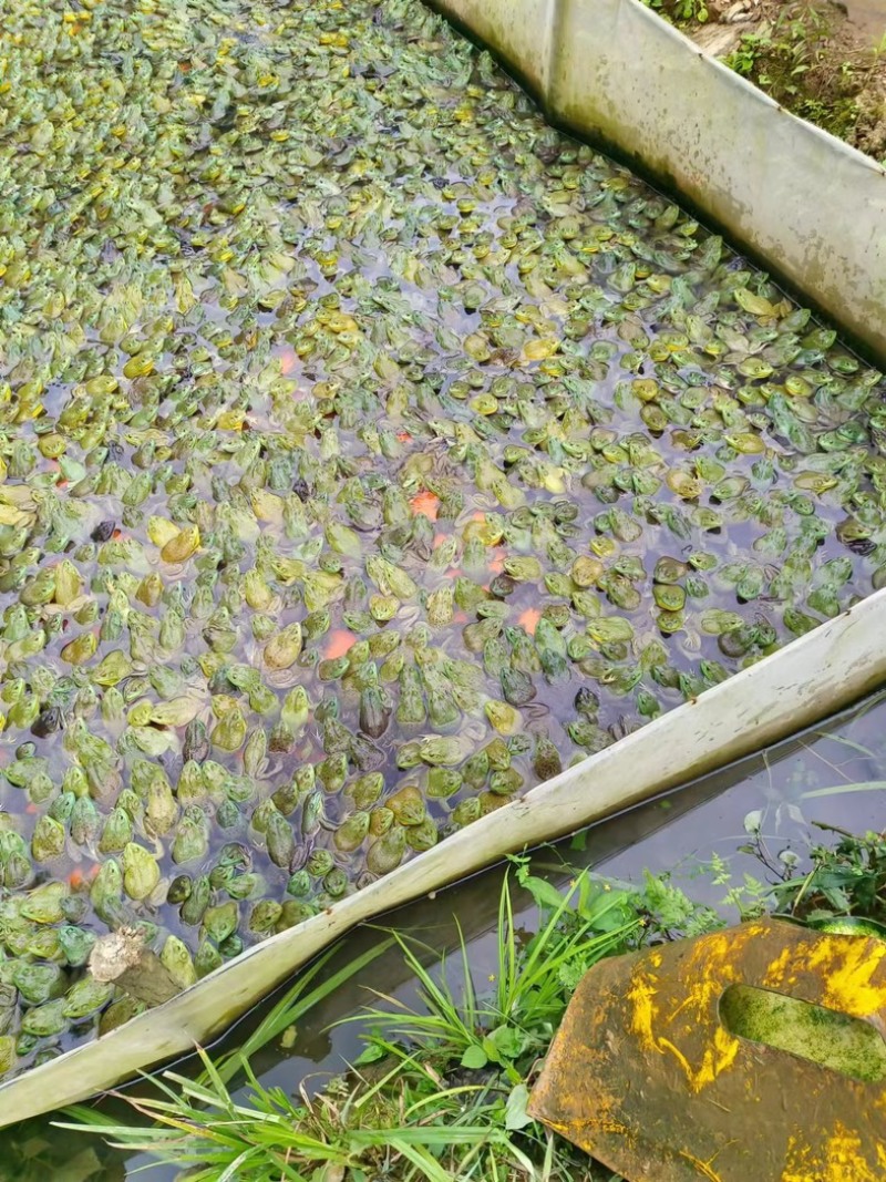 牛蛙批量出售，肉质细嫩，价格美丽，品质保证，欢迎来电采购
