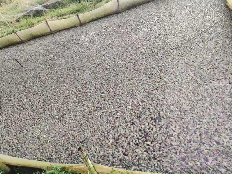 牛蛙批量出售，肉质细嫩，价格美丽，品质保证，欢迎来电采购