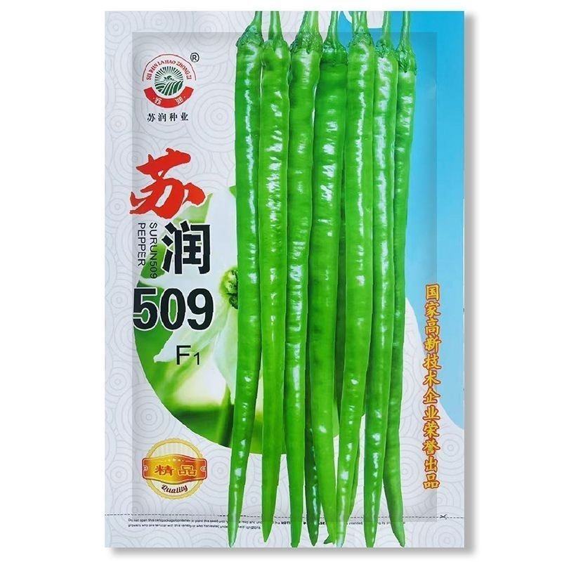 苏润509辣椒种子早中熟长条椒一代杂交高产优质良种抗病
