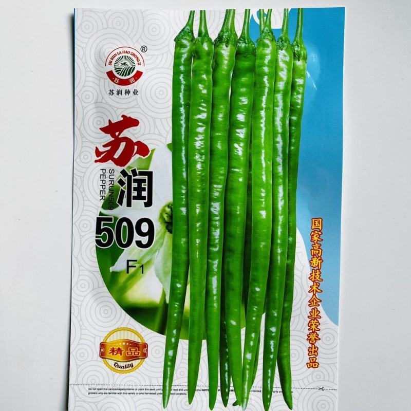 苏润509辣椒种子早中熟长条椒一代杂交高产优质良种抗病