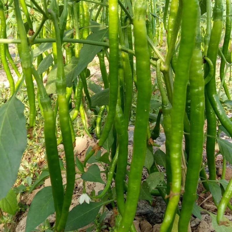 苏润509辣椒种子早中熟长条椒一代杂交高产优质良种抗病
