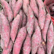 西瓜红蜜薯市场货